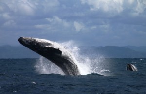 Le balene megattere dell’Ile St. Marie