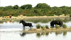 Cavalli selvatici alla Giara di Gesturi