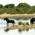 Cavalli selvatici alla Giara di Gesturi